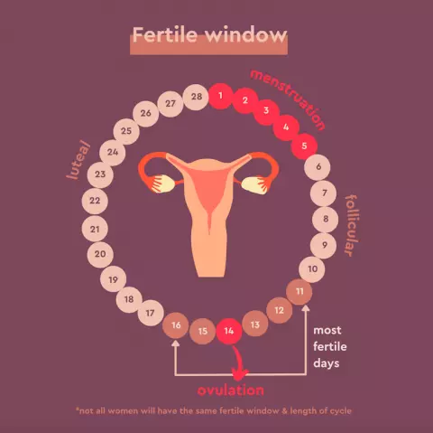 Getting to Know Your Fertile Window