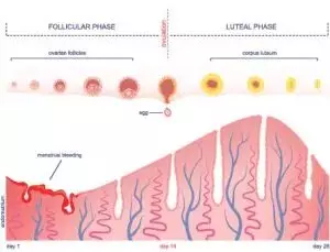 Learn What is Short Luteal Phase? Causes, Treatment