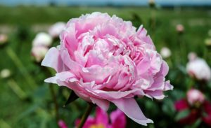 peony flower