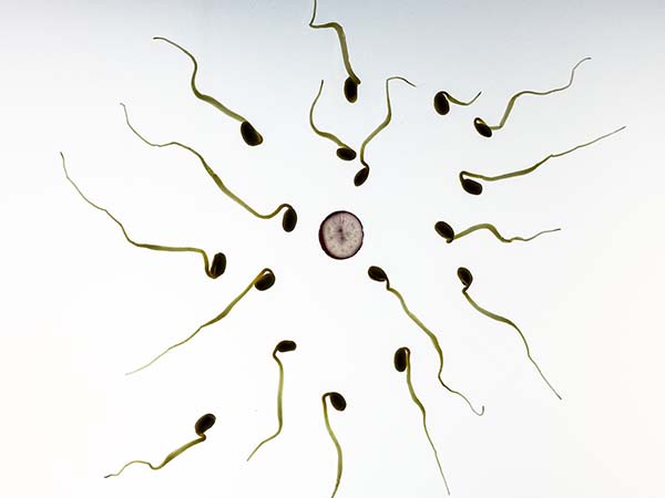 sperm-956480_1280