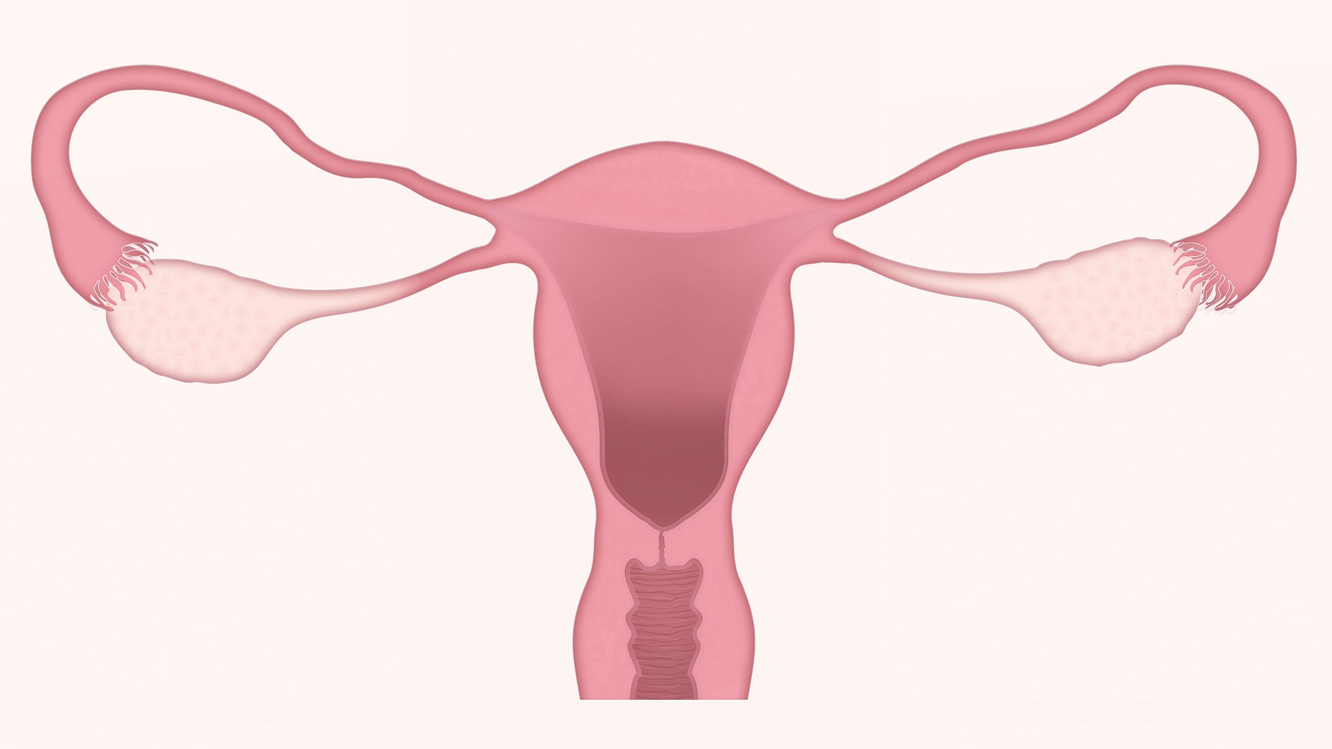 uterus showing ovaries