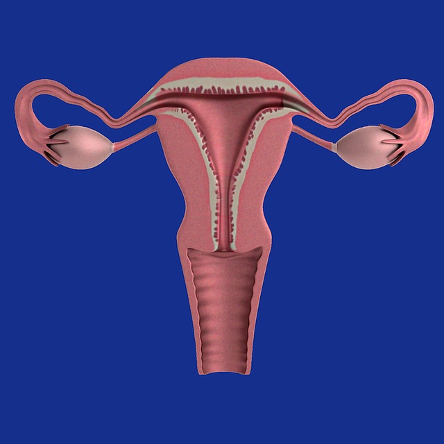 uterus diagram showing ovaries