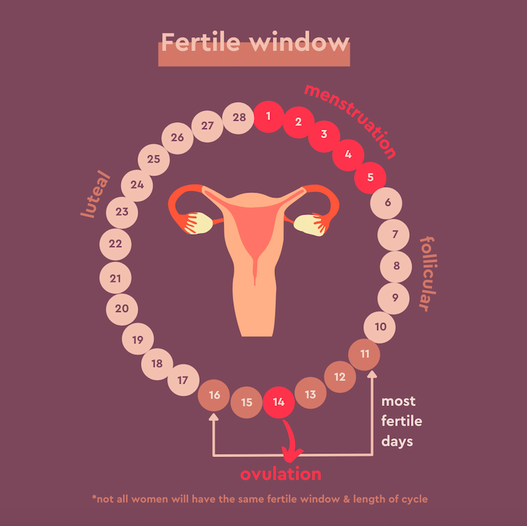 fertile window